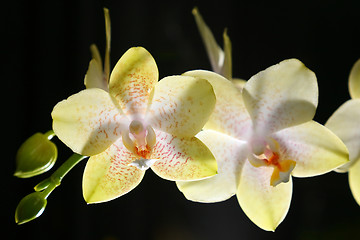 Image showing Yellow orchid 