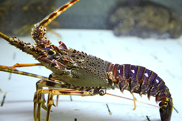 Image showing 	Lobster