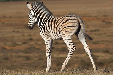 Image showing Zebra Foal