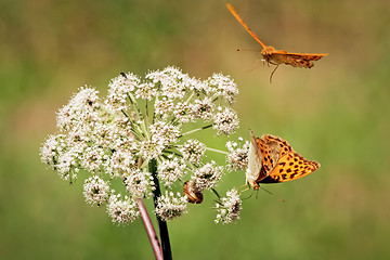 Image showing Two orange butterflies with white flower