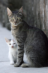 Image showing Cat and kitten 
