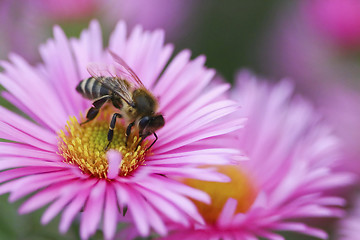 Image showing Close up purple aster flower with bee