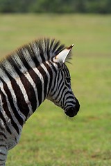 Image showing Zebra