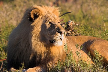 Image showing Male Lion