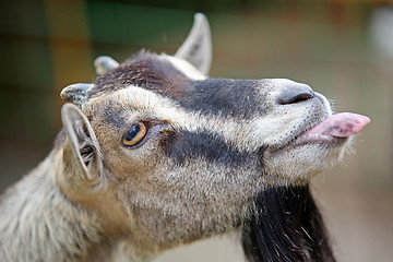 Image showing Goat's funny portrait 