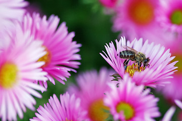 Image showing Bee with flowers 