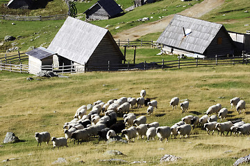 Image showing Flock of sheep in the mountain resort