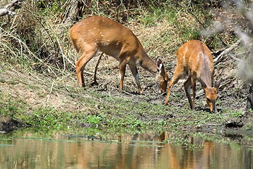 Image showing Bushbuck