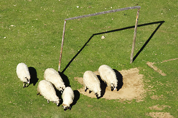 Image showing 	Sheep and soccer goal