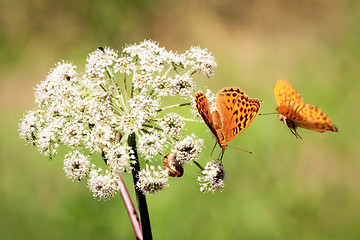 Image showing Flying orange butterfly