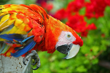 Image showing Colorful Macaw 