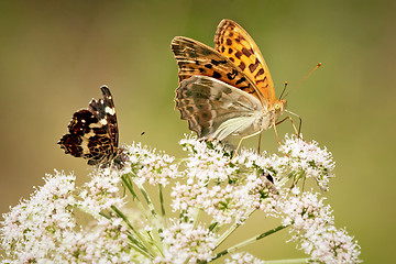 Image showing 	Close up of butterflys