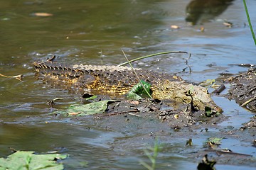 Image showing Crocodile