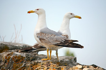 Image showing Two seagulls 