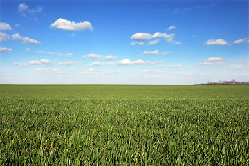 Image showing Wheat field with blue sky 