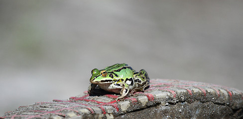 Image showing 	A Green frog on a sole of sneakers