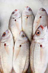 Image showing 	Bream