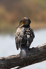 Image showing Cormorant