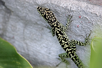 Image showing Lizard on the wall 