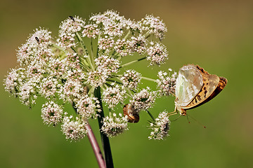 Image showing 	Butterfly on white flower