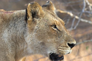 Image showing Lioness close up