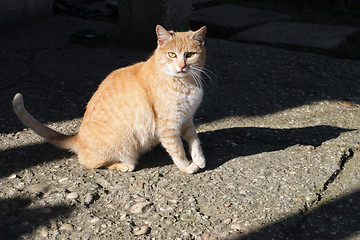 Image showing 	Orange cat