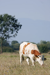 Image showing Cow eating dry grass