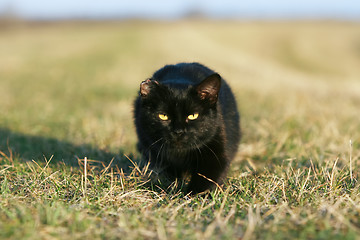 Image showing 	One-eared black cat