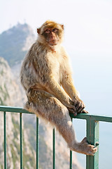 Image showing Monkey posing on the fence