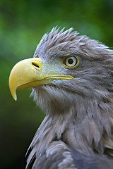 Image showing Eagle head 