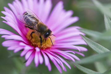 Image showing Purple aster flower with bee 