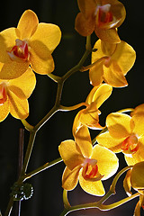 Image showing Group of yellow orchids 