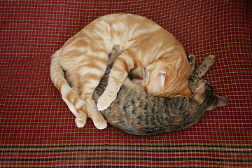 Image showing Two cats curled up