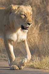 Image showing Old Lioness