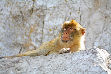 Image showing 	The monkey is resting on the rocks