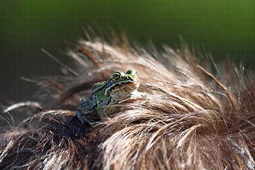 Image showing A Green frog in hair