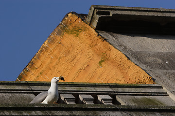 Image showing Seagull on top of the roof 