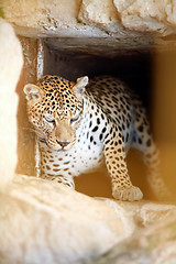 Image showing 	Leopard in the cage