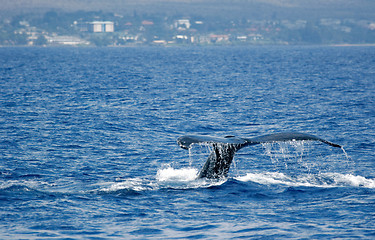 Image showing Tail Humpback Whale with island 