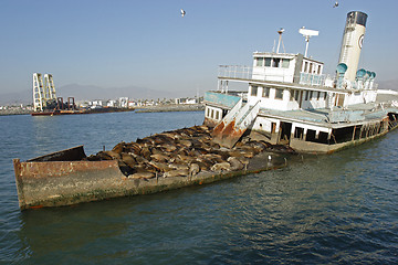 Image showing 	Abandoned ship with sea lions#8