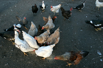 Image showing Group of domestic poultry 