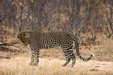 Image showing Leopard grooming