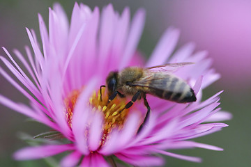 Image showing Purple flower with bee 