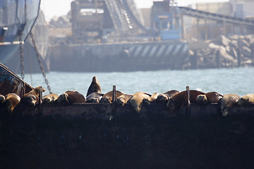 Image showing 	Sea lions are resting on the ship