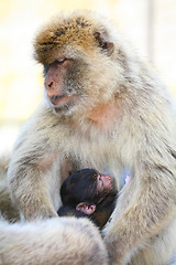 Image showing The mother monkey with her baby in her arms.