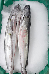 Image showing 	Mullet fish