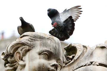 Image showing Pigeon lands on the statue 