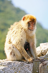 Image showing 	Mother monkey with baby