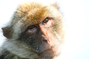 Image showing 	Gibraltar Monkey Portrait