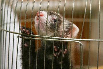 Image showing 	African skunk